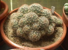 Mammillaria prolifera