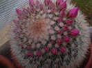 Mammillaria spinossima subsp. pilcayensis