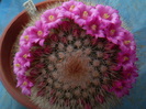 Mammillaria spinossima subsp. pilcayensis