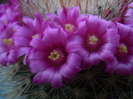 Mammillaria spinossima subsp. pilcayensis