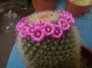 Mammillaria spinossima subsp. pilcayensis