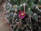 Mammillaria winteriana