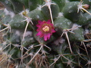 Mammillaria winteriana