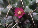 Mammillaria winteriana