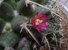 Mammillaria winteriana