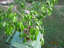 ficus benjamin verde