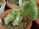 Austrocylindropuntia vestita fma cristata