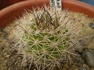 Matucana krahnii