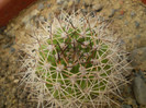 Matucana krahnii
