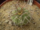 Matucana madisoniorum