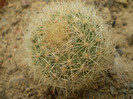 Matucana roseoalba