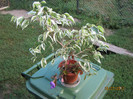 ficus benjamin alb