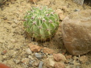 Notocactus buiningii