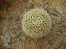 Notocactus gutierezii