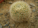 Notocactus gutierezii
