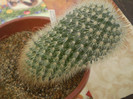 Notocactus muller-moelleri