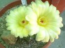 Notocactus ottonis