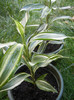 Dracaena Warneckei (2012, Aug.25)