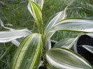 Dracaena Warneckei (2012, Aug.25)