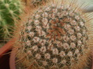 Notocactus schlosseri