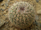 Notocactus roseiflorus
