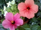 26 august 2012-flori 056