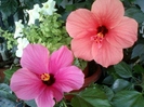26 august 2012-flori 058