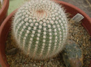 Notocactus scopa