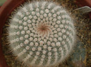 Notocactus scopa