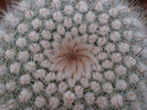 Notocactus scopa