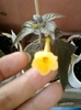 achi yellow beauty