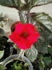 26 august 2012-flori 074