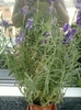 26 august 2012-flori 077