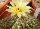 Notocactus submammulosus