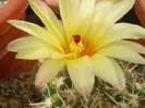 Notocactus submammulosus
