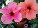 26 august 2012-flori 059