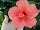 26 august 2012-flori 062