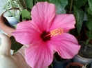 26 august 2012-flori 067