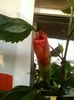 26 august 2012-flori 024