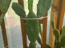 Opuntia ficus-indica