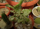 Opuntia monocantha