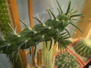 Marenopuntia marenae