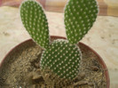 Opuntia microdasys albispina