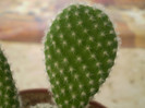 Opuntia microdasys albispina