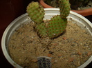 Opuntia microdasys rufida