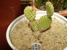 Opuntia microdasys rufida