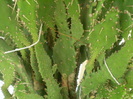 Opuntia monocantha fma. monstrosa