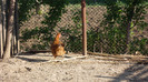SAM_0999
