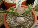 Opuntia sp.