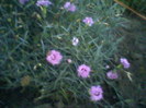 Fotografii-0016